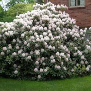 Rhododendron: priprema za zimu. Osnovna pravila i savjeti