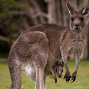 Роды кенгуру: как это происходит. Воспитание потомства