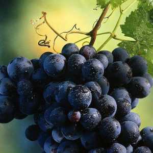 Rochefort je grožđe stolnog sortiranja. Opis, razmnožavanje reznicama