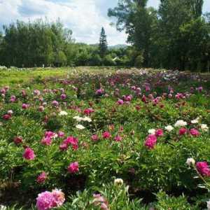 Luksuzna ljepota biljnog svijeta u botaničkom vrtu Ufa