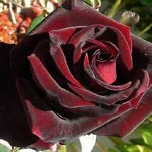 Ružičasta crna magija: opis sorte