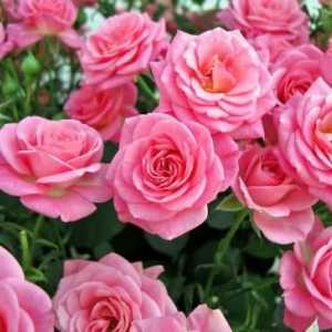 Rose Grandiflora: opis, najpopularnija sorta
