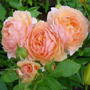 Rose `Grace" - opis sorte i osobitosti uzgoja