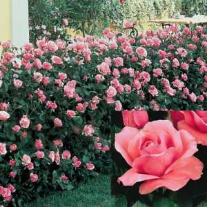 Rose Queen Elizabeth: kraljica vrta