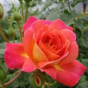 Rosa Midsummer - ponos cvjećara