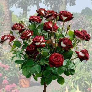 Ruža Osirije: opis, sadnja i njegu