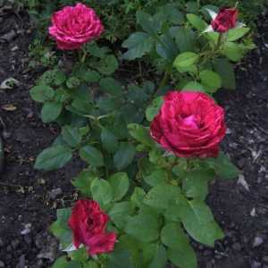 Rosa Red Intuition: opis i osobine