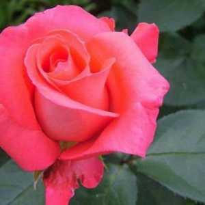 Rosa shakira - izbor vrtlara