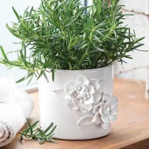 Rosemary kod kuće: uzgoj i njegu. Kako uzgajati ružmarin kod kuće?