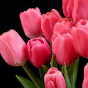 Ružičasti tulipan - nježni i izuzetni cvijet