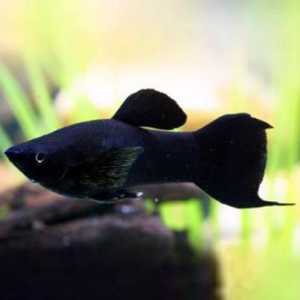 Crna riba: fotografija i opis najpopularnijih stanovnika akvarija