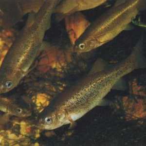 Riblja riba (minnow-belladonna): opis, distribucija