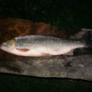 Kutum riba: staništa i ribolov