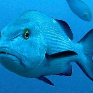 Riba Luciana: opis, značajke