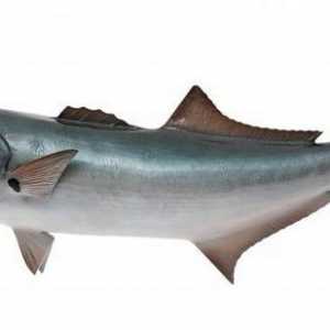 Riba Luffar: opis, navike i industrijski značaj