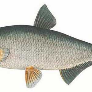 Riba riba: opis, razvoj, zanimljive činjenice i stanište