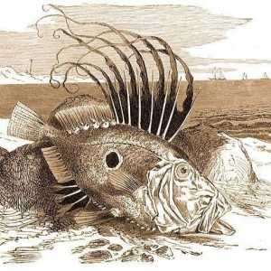 Suncokretna riba: opis vrste, značajke ponašanja i staništa