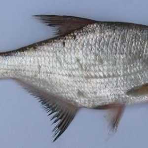 Riba sapuna: opis, stanište, ribolov