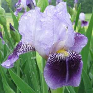 Vrtni irisi: sadnja i njegu u jesen