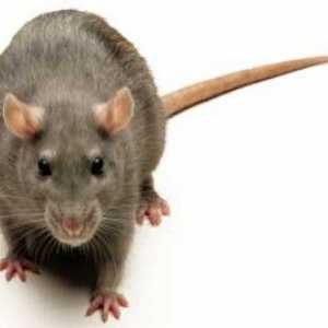 Самая большая крыса в мире: победитель по весу и победитель по размерам