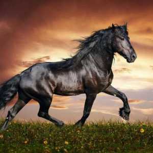 Najbrži konj na svijetu: moć koja nije podložna čovjeku