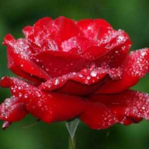 Nevjerojatna i najljepša ruža Ekvador: fotografije, ocjene