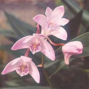 Najljepši orhideja: opis