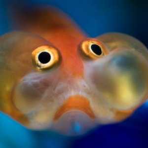 Najsmješnija riba na svijetu je `nebesko oko`