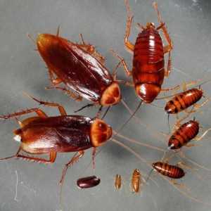 Najučinkovitije sredstvo žohara, ili Rat s insekata