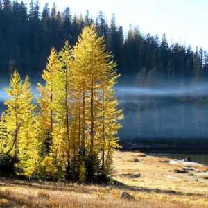 Najčešći stablo u Rusiji: popularni predstavnici ruske šume