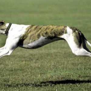 Najbrži psi na svijetu. Kratak opis stijena