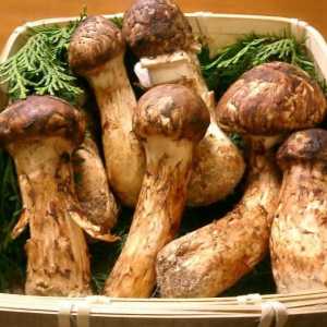 Najskuplje gljive na svijetu: imena, fotografije. Koje su gljive najskuplje u Rusiji?