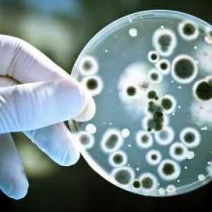 Najzanimljivije činjenice o bakterijama: pregled, opis i vrste