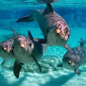 Самые интересные факты о дельфинах. Интересные факты о дельфинах для детей
