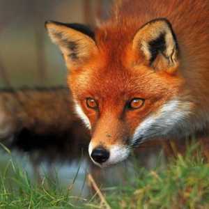 Najzanimljivije činjenice o lisicama: stanište, hrana i vrsta