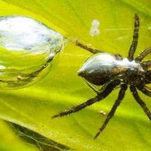 Najzanimljivije činjenice o paukovima: opis, vrste i značajke