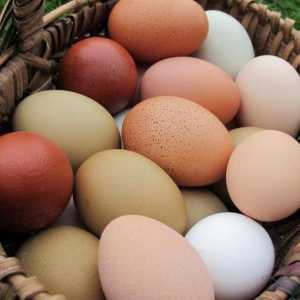 Najviše jajašaca pilećih pasmina: opis, karakteristike