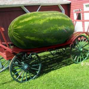 Najveći lubenica na svijetu iznenadit će mnoge