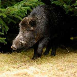 Najveći svjetski divljak: nevjerojatne priče o divljih svinja