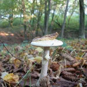 Najviše otrovna gljiva: fotografija i opis