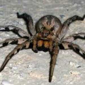 Najopasniji pauk na svijetu (fotografija)