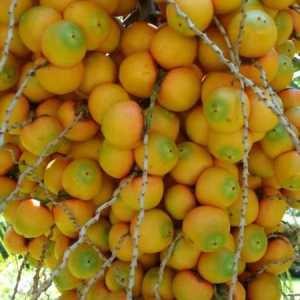 Jestivo voće palmi