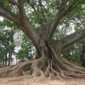 Ceiba (drvo): fotografija, opis, gdje raste