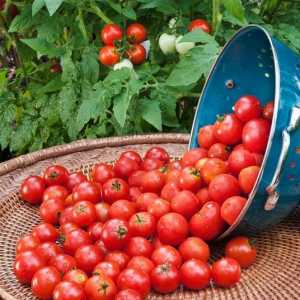 Sjemenke rajčice: najproduktivnije sorte, recenzije