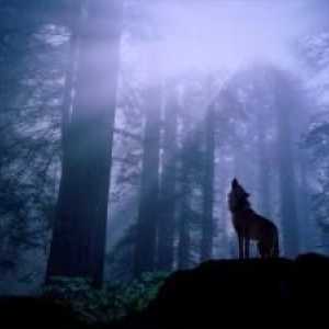 Serija "Wolf Lake" je zamršena spoj misticizma i romantike