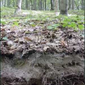 Sive šumske zemlje: karakteristike, uvjeti formiranja, svojstva