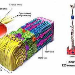 Retina: funkcije i struktura. Funkcije retine