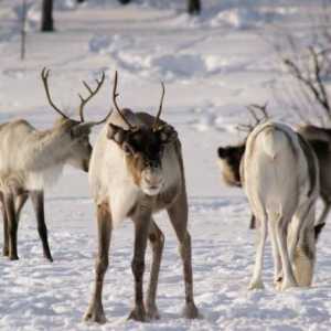 Reindeer u tundri: vrsta, opis