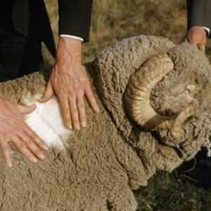 Merino vuna - što je to? Svojstva i proizvodi