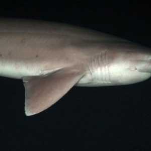 Šesterokutni morski pas: stanište, izgled, opasnost za ljude